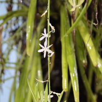 chlorophytum_comosum4bd (Chlorophytum comosum)