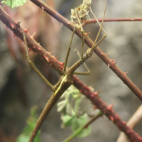 diapherodes_gigantea3md (Diapherodes gigantea)