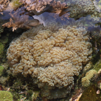 Plerogyra sinuosa (Corail à bulles, Corail bulles)