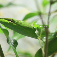 Ahaetulla prasina (Serpent-liane)