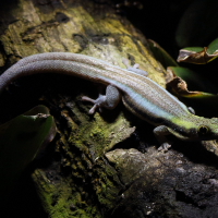 Phelsuma klemmeri (Gecko néon)