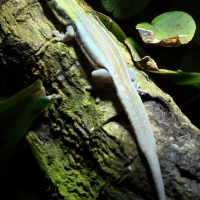 phelsuma_klemmeri2md