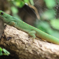 Phelsuma pasteuri (Gecko diurne de Pasteur)
