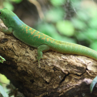 phelsuma_pasteuri2bd