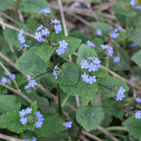 pentaglottis_sempervirens4md