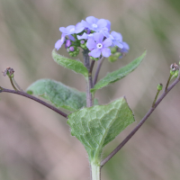 pentaglottis_sempervirens5md