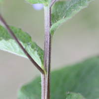 pentaglottis_sempervirens7md