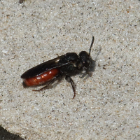 Sphecodes albilabris (Abeille-coucou)