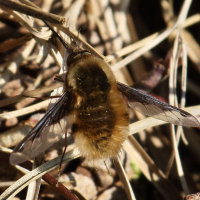 bombylius_major5bd (Bombylius major)