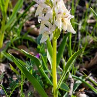 Dactylorhiza sambucina (Orchis sureau)