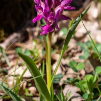 dactylorhiza_sambucina2sd