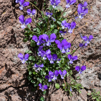 Viola aetnensis (Violette de l'Etna)