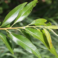 Salix fragilis (Saule fragile)