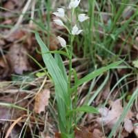 cephalanthera_longifolia3bd (Cephalanthera longifolia)