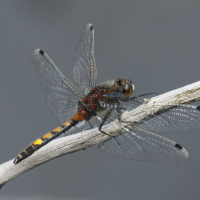 leucorrhinia_pectoralis1bd