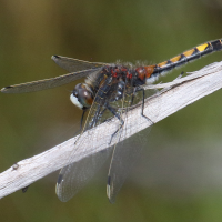 leucorrhinia_pectoralis2bd