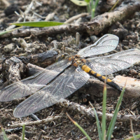 leucorrhinia_pectoralis4bd