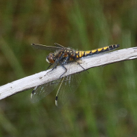 leucorrhinia_pectoralis5md