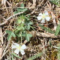 potentilla_montana1md