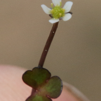 Ranunculus tripartitus (Renoncule tripartite)