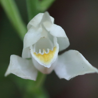 cephalanthera_longifolia4bd (Cephalanthera longifolia)