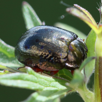 chrysolina_bankii4bd (Chrysolina bankii)