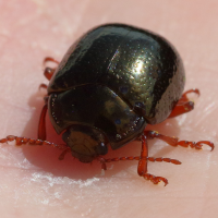 chrysolina_bankii5bd (Chrysolina bankii)