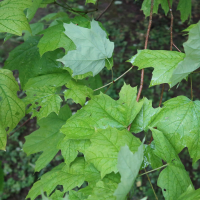 acer_saccharum4md
