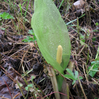 arum_italicum5bd (Arum italicum)