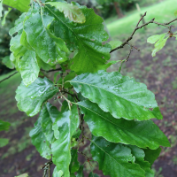 Quercus castaneifolia (Chêne à feuille de châtaignier)