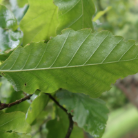 quercus_castaneifolia2md