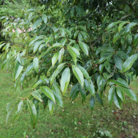 Quercus myrsinifolia (Chêne à feuille de bambou)