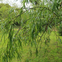 salix_acutifolia1md (Salix acutifolia)