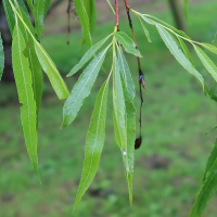 Salix acutifolia (Saule de la Caspienne, Saule à feuilles étroites)