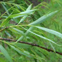 salix_acutifolia3md (Salix acutifolia)