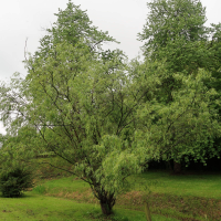 salix_acutifolia4md (Salix acutifolia)