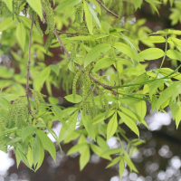 carya_illinoinensis3md (Carya illinoinensis)