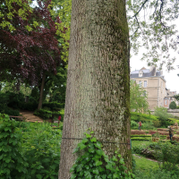 carya_illinoinensis6md (Carya illinoinensis)