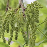 carya_illinoinensis7bd (Carya illinoinensis)