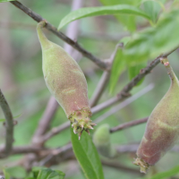 chimonanthus_praecox3md (Chimonanthus praecox)