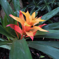 guzmania_lingulata2bd