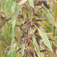 phyllostachys_bambusoides3md