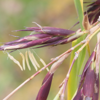 phyllostachys_bambusoides4md