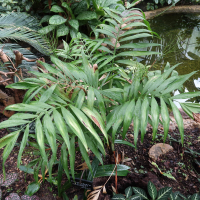Chamaedorea elegans (Palmier de montagne)