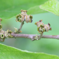 hamamelis_virginiana2md