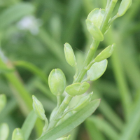 lepidium_sativum2md