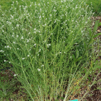 Lepidium sativum (Cresson alénois)