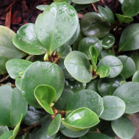 peperomia_obtusifolia4MD