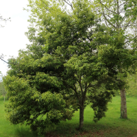 quercus_glauca1md