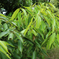 Quercus glauca (Chêne glauque, Chêne bleu du Japon)